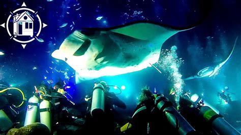 Giant Manta Rays Dance Day And Night Scuba Diving In Kona