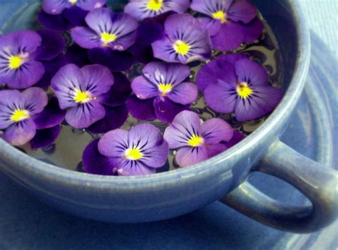 Flowerstory Violet