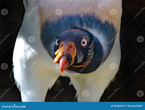 King Vulture Stock Image Image Of Brown Feather Feathers 96266973