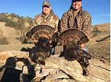 California Turkey Hunting Outfitters Images