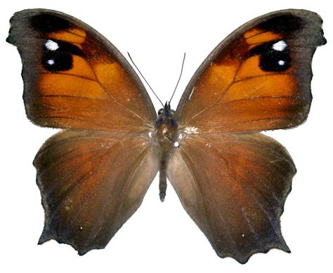 Evening Brown Butterfly Melanitis Leda Bankia Nymphalida Flickr