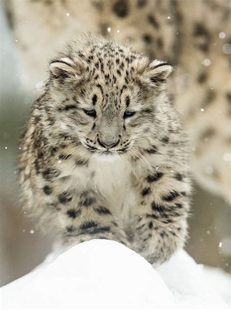 30 Happiest Facts Ever Beautiful Cats In The Wild Baby Snow