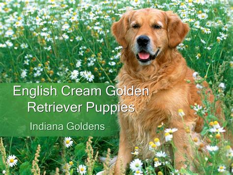 Find the perfect golden retriever puppy for sale in indiana, in at puppyfind.com. English cream golden retriever puppies for sale : Indiana ...
