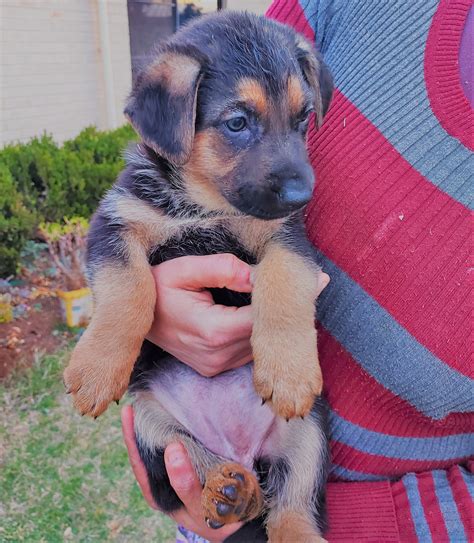 Pure Bred German Shepherd Puppies Petsforhomes