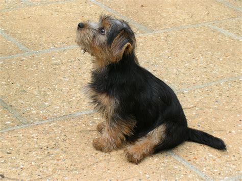 border terrier pictures information temperament characteristics rescue puppies animals
