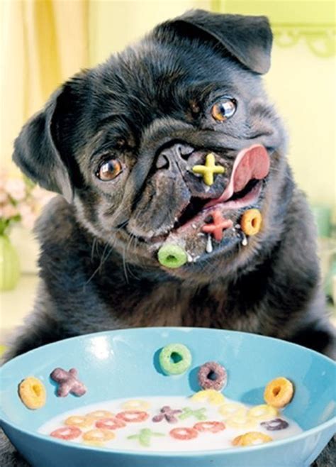 14 Hilarious Photos Of Black Pugs That Will Put A Smile On Your Face