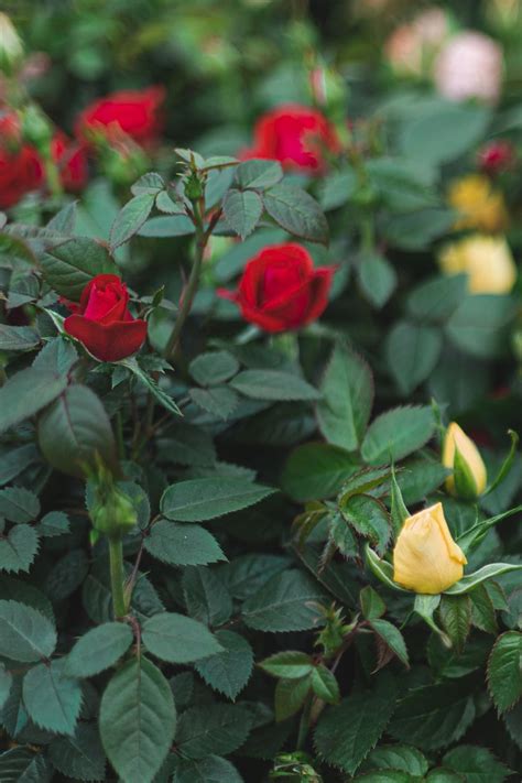 How To Grow And Care For Miniature Roses Rose Plant Care Planting