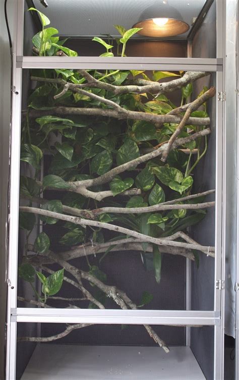 Most reptiles travel best if they cannot see where they are going. How To Set Up A Proper Chameleon Enclosure | Much Ado ...