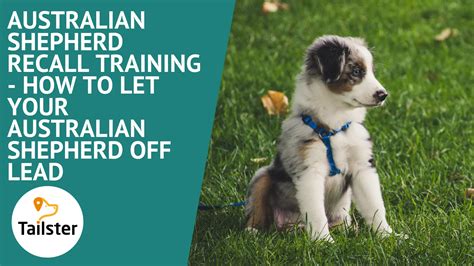 Australian Shepherd Recall Training How To Let Your Australian