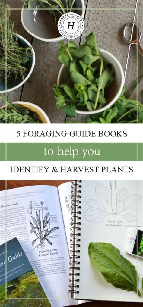5 Foraging Guide Books To Help You Identify And Harvest Plants Foraging