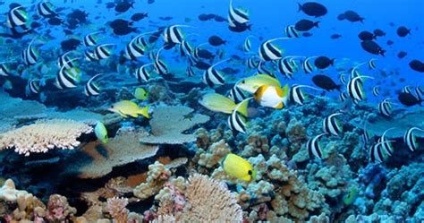 Where Do Plants And Animals Live What Is An Ocean Habitat