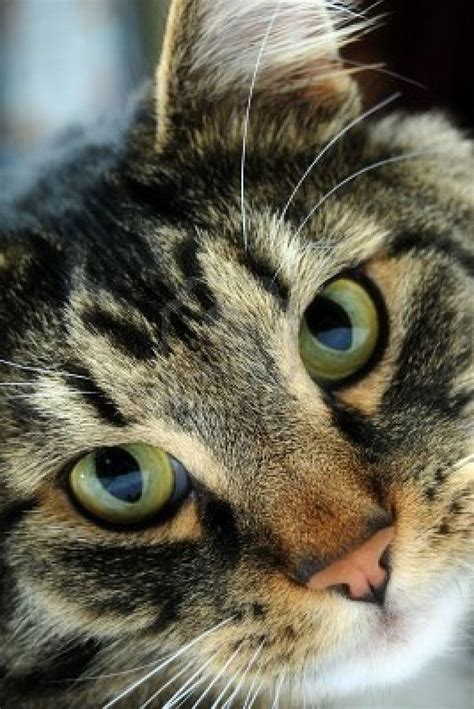 97 Best Bullseye Tiger Tabby Cat Images On Pinterest