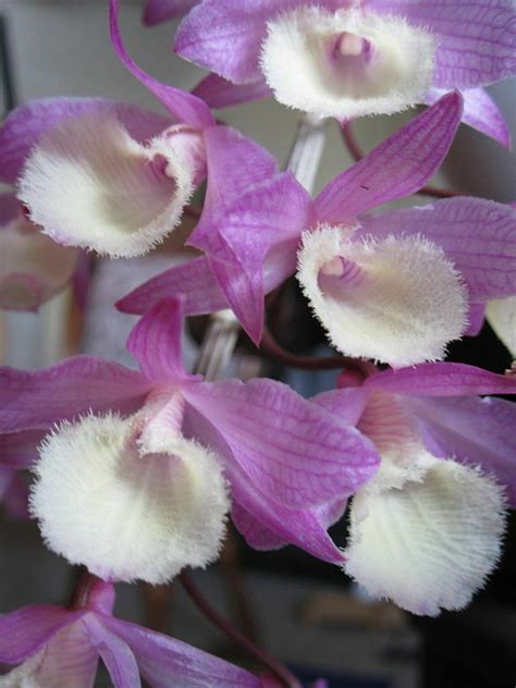 Dendrobium Aphyllum Orchid Species Etsy