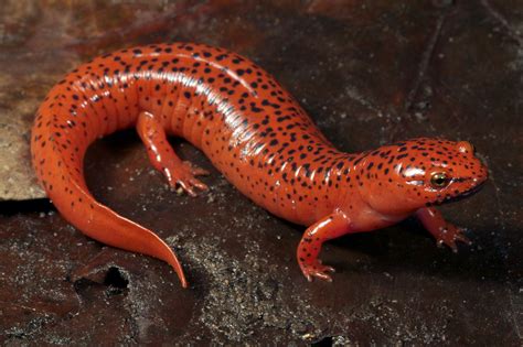 Salamanders Hefty Role In The Forest Published Salamander