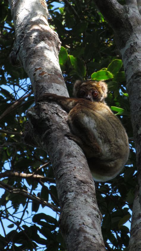 Kathryn Scobie The Southern Woolly Lemur Of Madagascar Discover