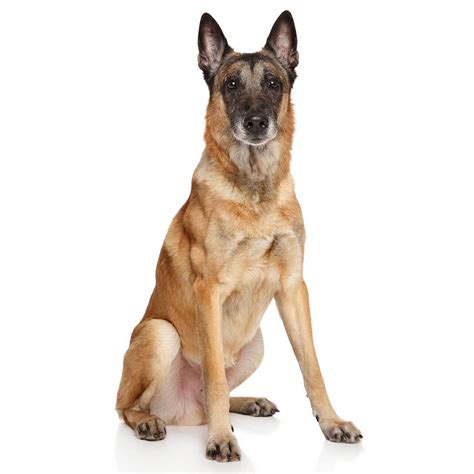 A subreddit for owners, soon to be owners, and enthusiasts of the exquisite belgian malinois. Belgian Malinois Dog Breed » Everything About Belgian Malinois