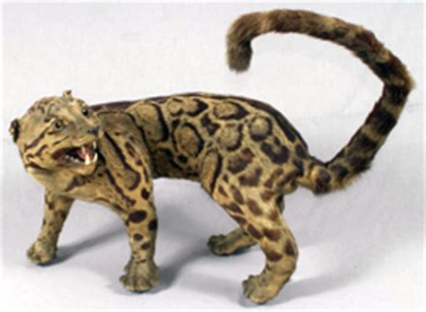 The last known sighting was in 1983, and the species was listed officially extinct in. Extinction around the world: Formosan Clouded Leopard and Saudi Gazelle