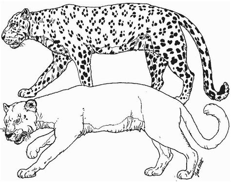 Cougar Animals Free Printable Coloring Pages