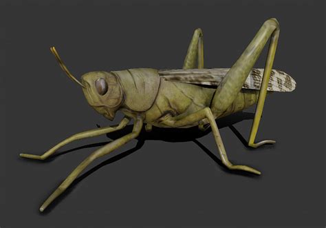 locust grasshopper 3d model rigged and low poly game ready