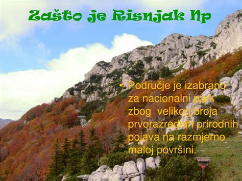 Ris, životinja po kojoj je risnjak dobio ime, praktički je istrijebljen s ovog područja još u 19. PPT - Nacionalni park Risnjak PowerPoint Presentation - ID ...