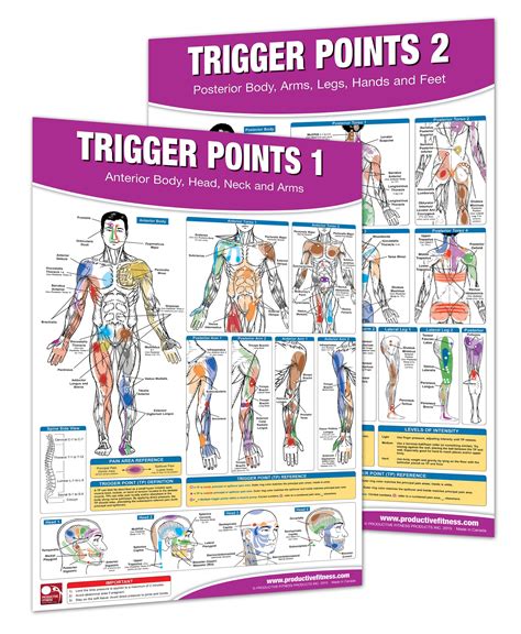 Pdf Trigger Point Therapy Chartposter Set Acupressure Charts Myofascial Trigger Points