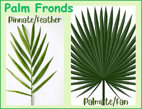 Parts Of A Palm Frond Discover Them Step By Step