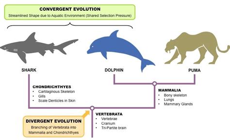 Speciation Is A Result Of Divergent Evolution And Occurs When One