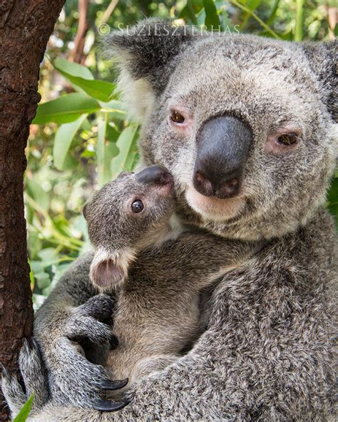 Koala Joey Snuggling Mom Photo Baby Animal Prints By Suzi