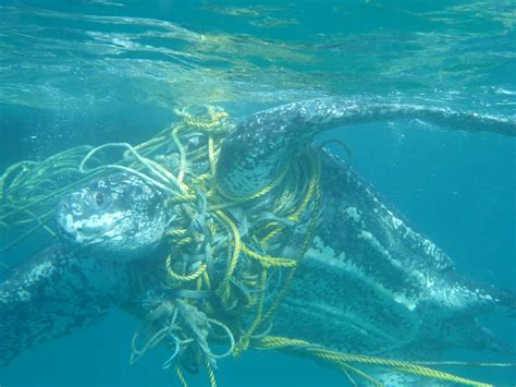 Plastics are transported and converge in the ocean where currents meet. Plastic pollution: Turtles are dying after becoming ...