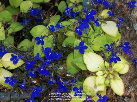 Plant Id Forum→lobelia Tiny Blue Flowers