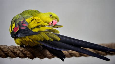 Leave A Comment Parrot Parasites Parrots And Disease Parrots