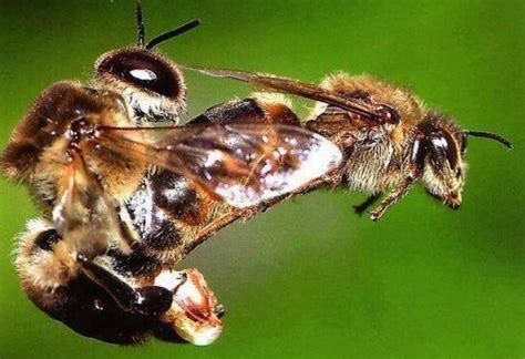 la abeja reina y sus características mundoabejas