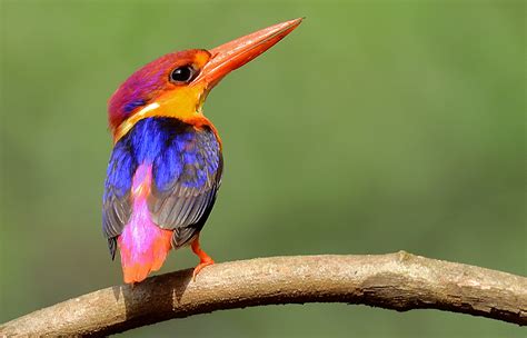 The Coolest Kingfishers From Six Continents