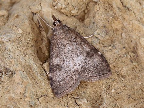 About 41 species are native to hawaii. lepinet.fr - Udea lerautalis - Le Botys des rochers