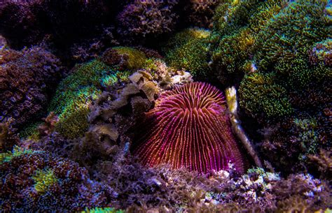 Mushroom Coral Facts And Photographs Seaunseen