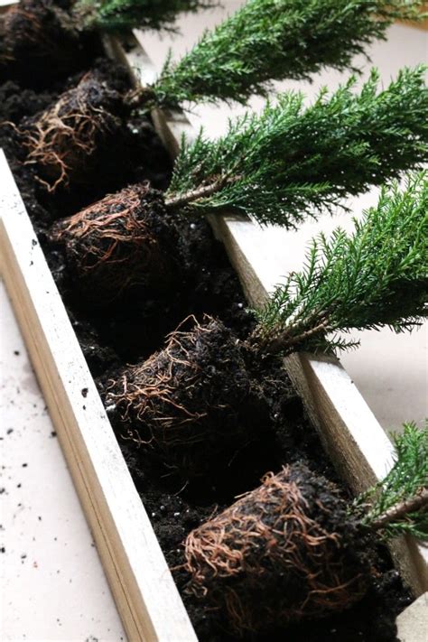 Check spelling or type a new query. Small Space DIY: Tiny Trees for a Winter Window Box ...