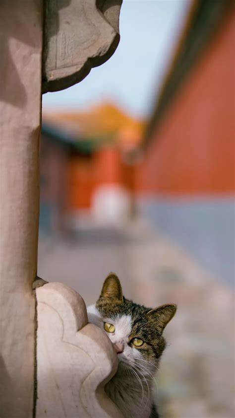 年度故宫御猫美照大赏，并附亲身撸猫攻略！ 哔哩哔哩