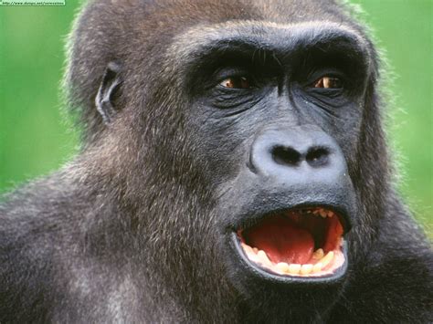 Gorilas Chimpaces Y Monos Taringa