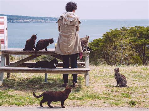 Tashirojima The Japanese Island Ruled By Cats 2023 Wow Travel