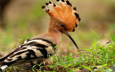 Animal Hoopoe Hd Wallpaper