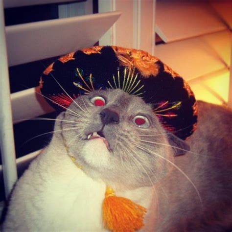 17 Best Cute Animals With Sombreros Images On Pinterest Sombreros
