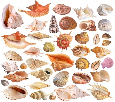 Set Of Seashell Collection — Stock Photo © Wikki33 2543153