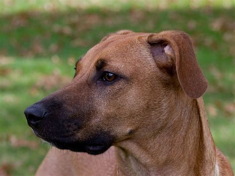 Blackmouth cur, french brittany spaniel, treeing rat terrier. black mouth cur photo | Blackmouth Cur Dog 150x150 Blackmouth Cur Dog Puppy #blackmouthcurdog ...