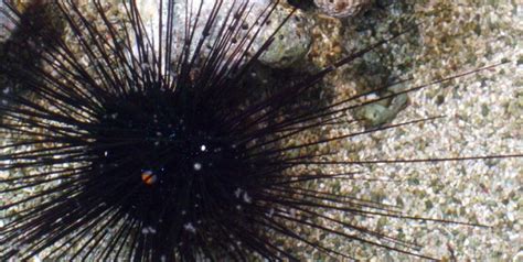 Long Spined Sea Urchin Oceanarium The Bournemouth Aquarium