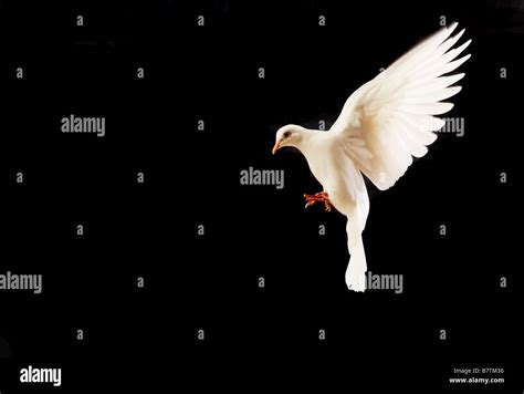 Flying White Dove Isolated On Black Stock Photo Alamy