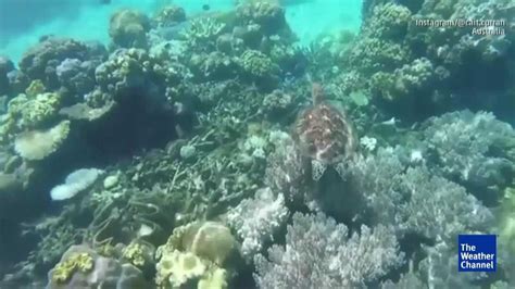 Australian Tropical Storm Damages Great Barrier Reef Rips Coral From