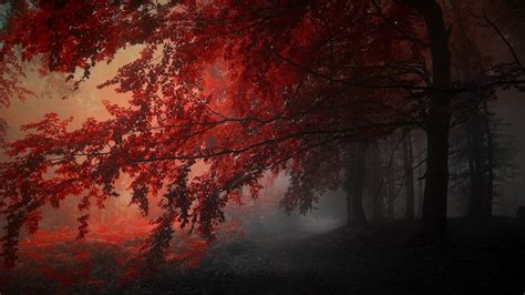Red Autumn Trees In The Forest Hd Dark Aesthetic Wallpapers Hd