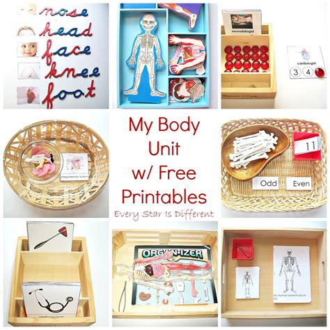 Every Star Is Different Human Body Activities And Free Printables