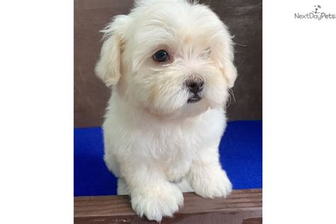 Maltese puppies for sale near katy, texas, usa, page 1 (10 per page) puppyfinder.com is your source for finding an ideal maltese puppy for sale near. Maltese puppy for sale near San Antonio, Texas. | fe9cbc8f-c5d1