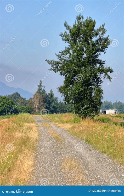 North American Sycamore Tree In Bc Stock Photo Image Of Path Summer